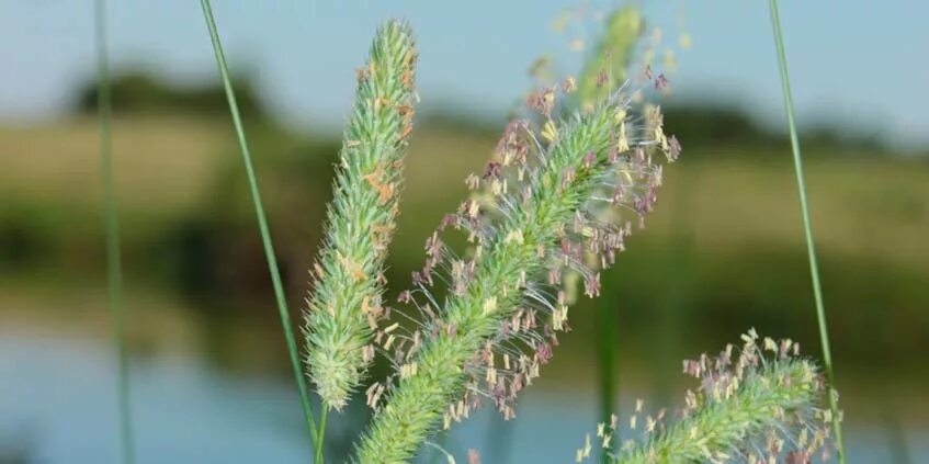 Тимофеевка луговая. Смесь сорных трав. Трава тимофеевка луговая. Злаковые травы аллергены. Злаковые травы аллергия список.