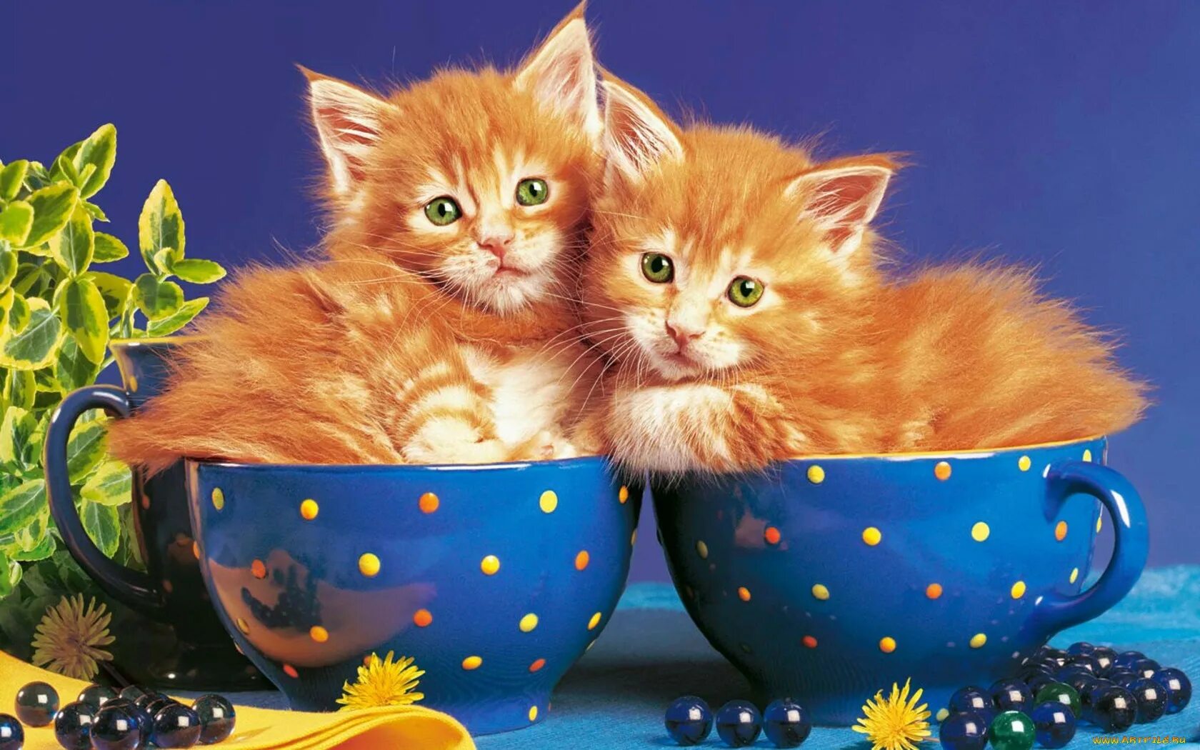 Утра доброго дня коты