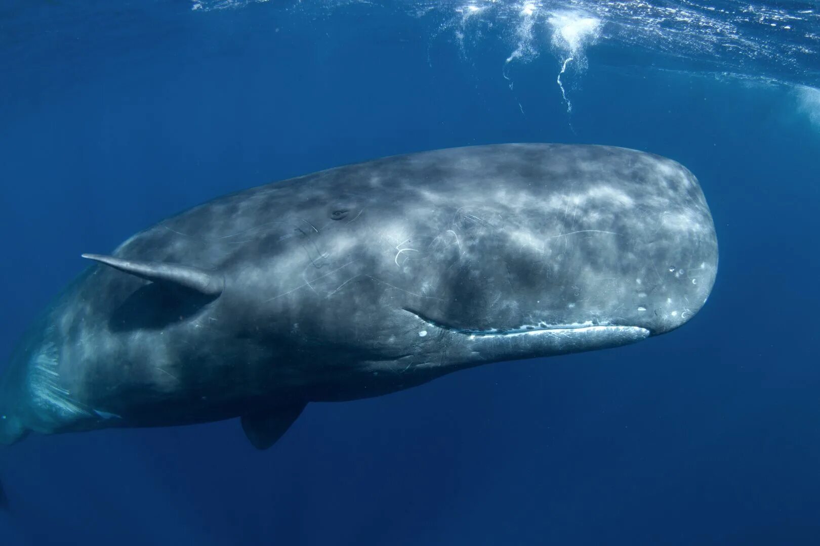 Physeter macrocephalus (Кашалот). Кит Кашалот. Синий кит и Кашалот. Морские млекопитающие Кашалот.