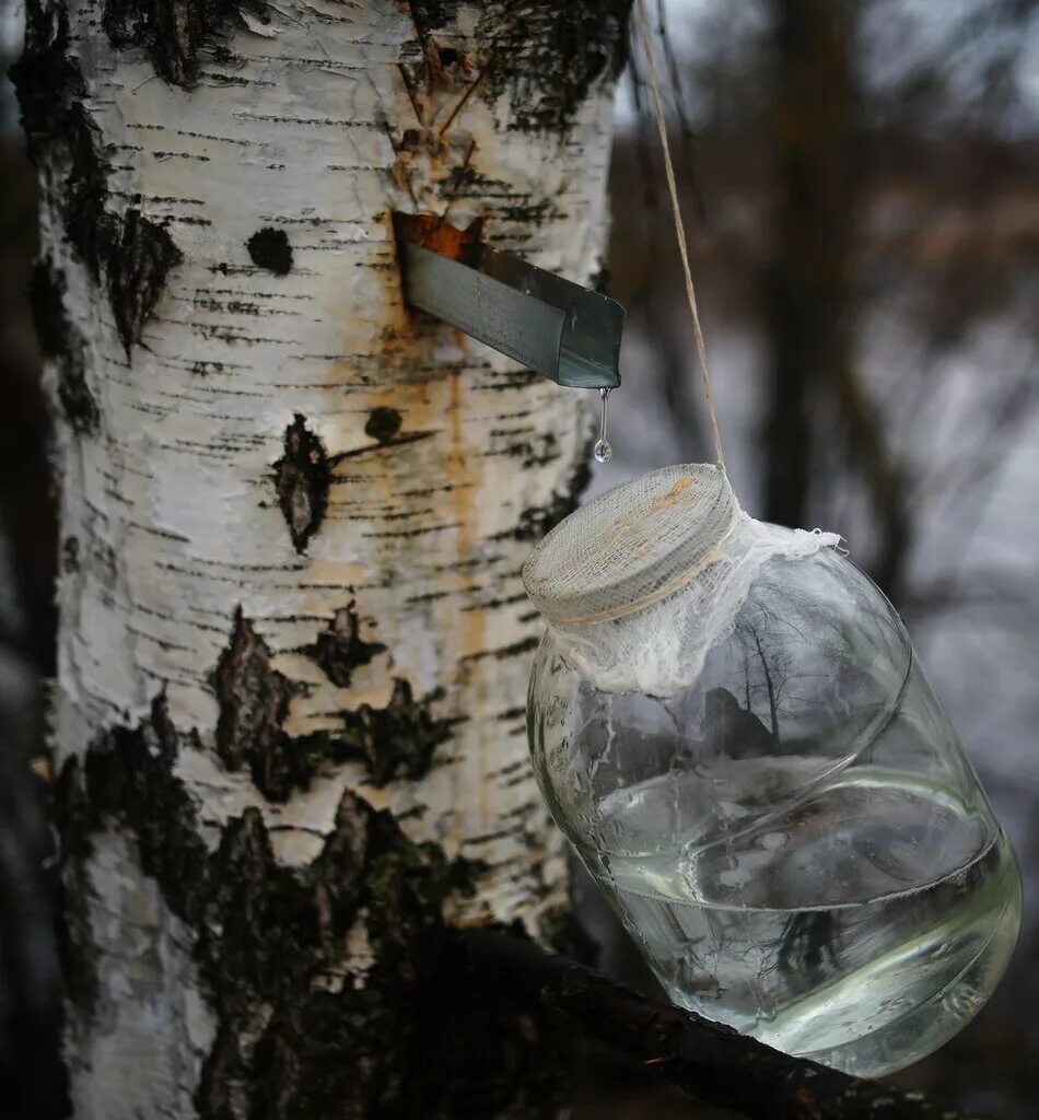 Березовый сок самому. Берёзовый сок. Березовый сок 10л. Березовый сок Березовик. Собрать березовый сок.