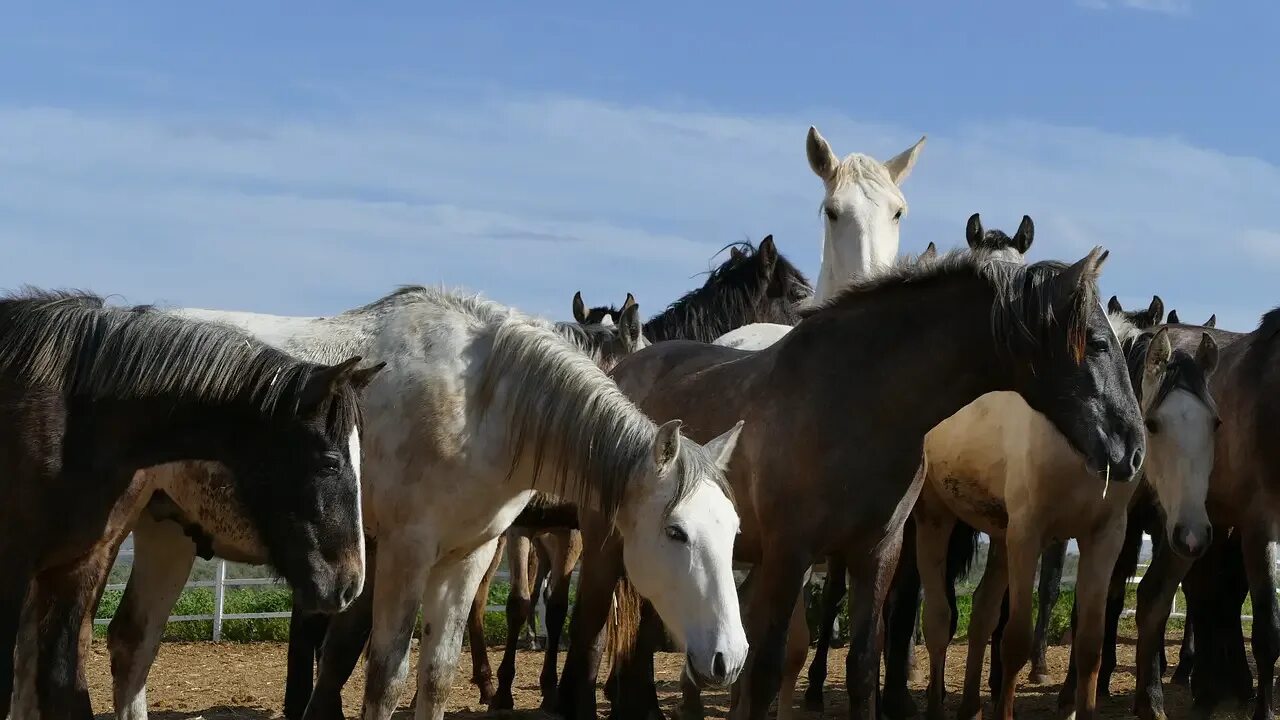 Called horse. Стадо лошадей. Табун лошадей. Много лошадей. Домашняя лошадь.