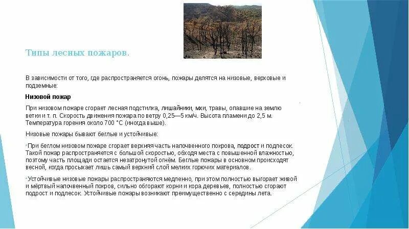 Проект лесные пожары 9 класс Проект по обж лесные пожары