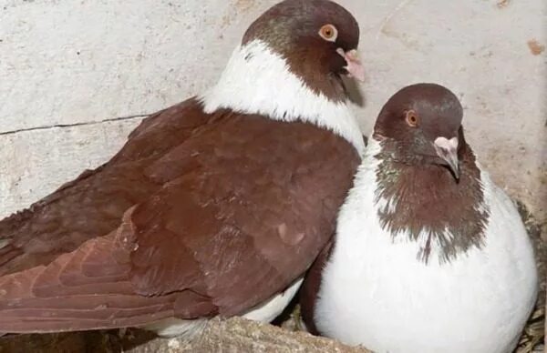 The tourist in Moscow paid five thousand rubles for a "free" photo with pigeons 