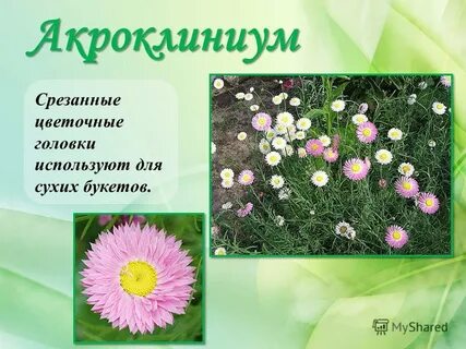 Головки цветы поднимают