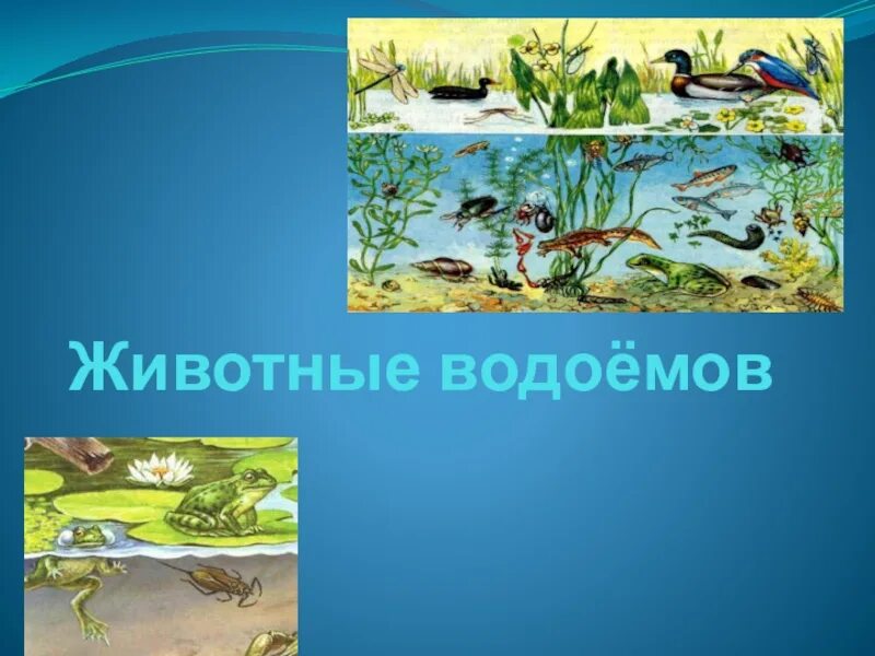 Кубановедение 2 класс водоемы и их обитатели. Обитатели водоемов для дошкольников. обитатели водоемов 4 класс. обитатели водоемов для дошкольников презентация. водоемы и их обитатели подготовительная группа.