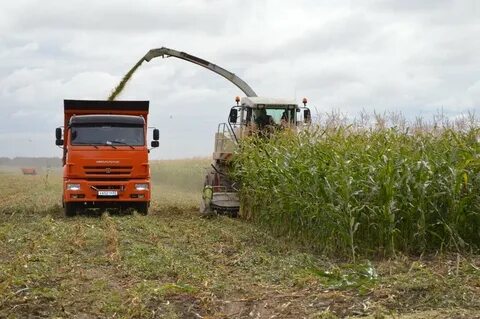 Кукурузы с гектара