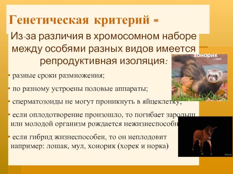 Результат ослабления репродуктивной изоляции между видами. Генетический критерий. Относительность генетического критерия.