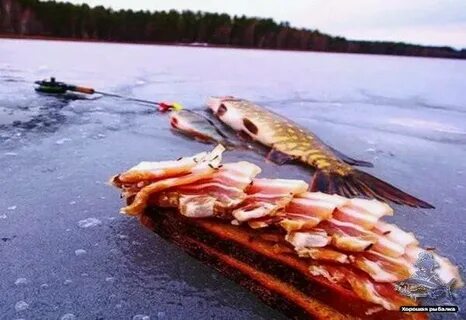 Лови сале