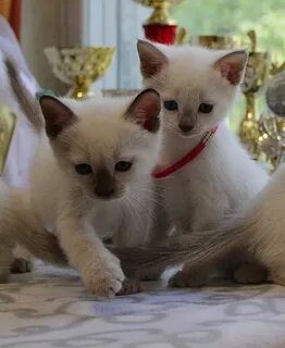 Тайские котята