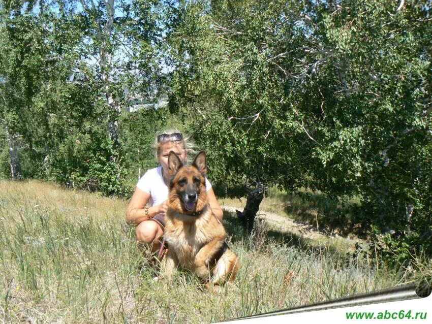 Купить овчарку в саратове