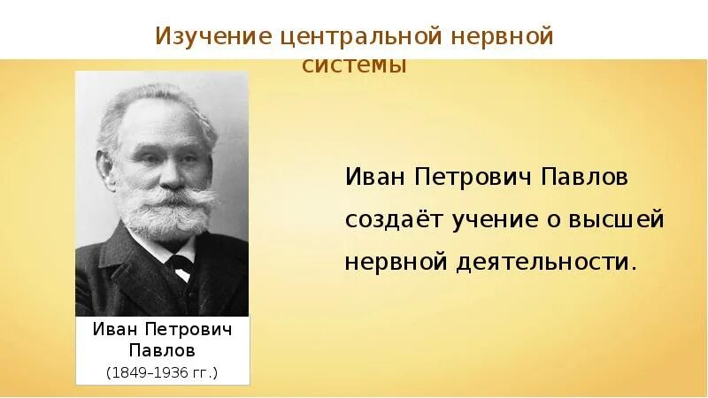 Термин высшая нервная деятельность. Иван петрович павлов (1849 — 1936). павлов иван петрович рефлексы. внд рефлексы. термин “условный рефлекс” предложил:.