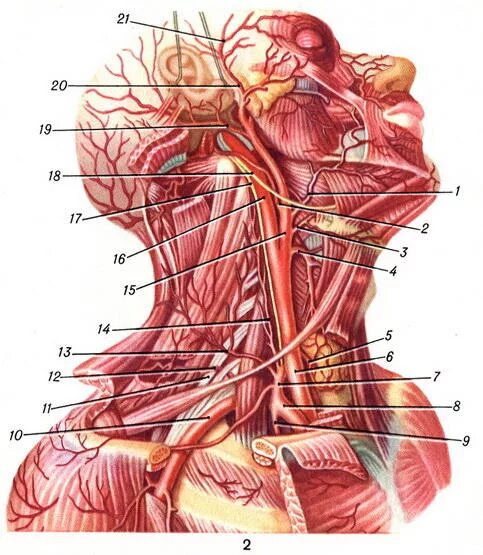 Правая сонная артерия где находится. Артерия Carotis communis. Левая Сонная артерия анатомия. Сонная артерия на шее расположение. Местоположение сонной артерии.