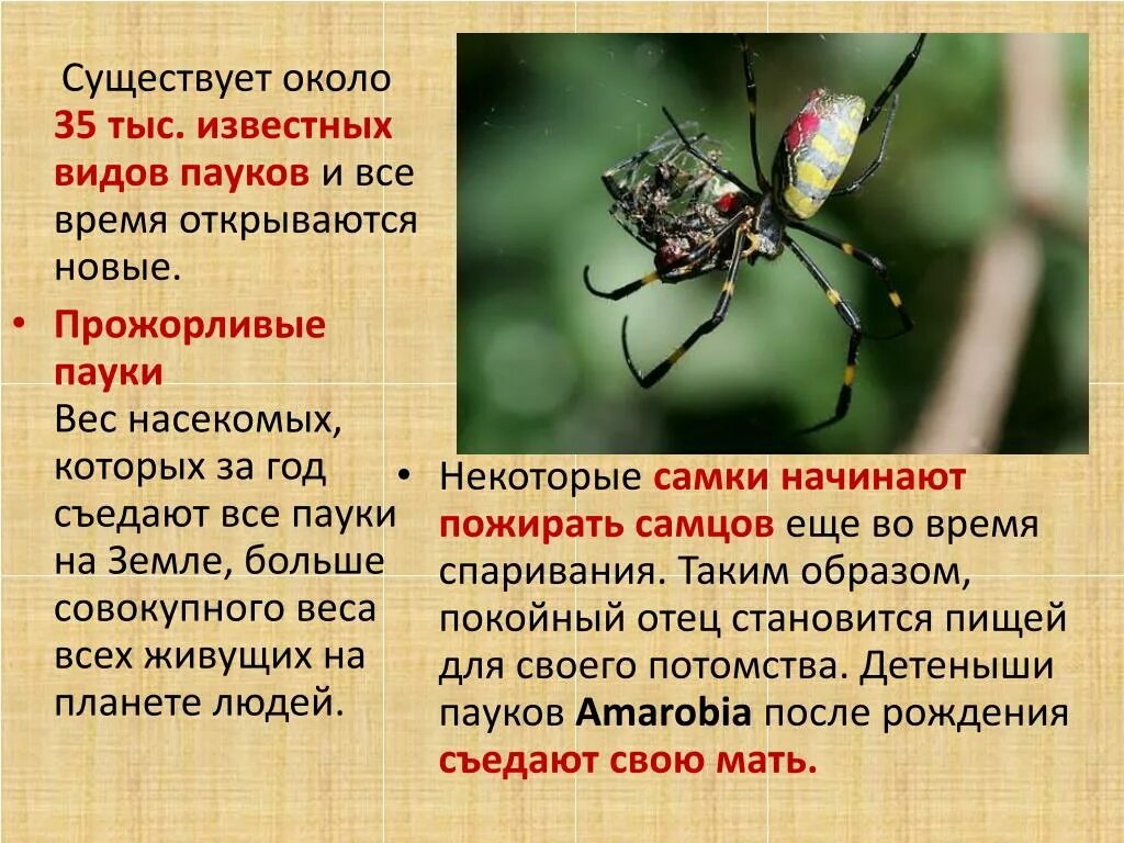 Среда жизни пауков. Пауки характеристика. Многообразие паукообразных. Характеристика паукообразных. Паукообразные описание.