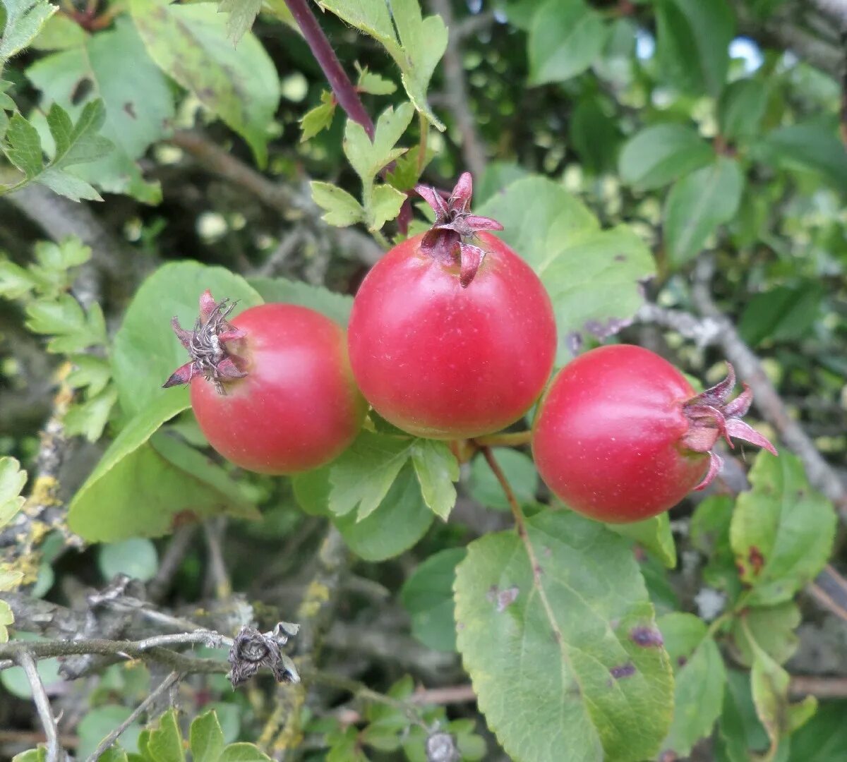 Яблоки дикая яблоня. Яблоня Лесная Malus Sylvestris. Яблоня Лесная биттенфейдэ. Яблоня Лесная (дичок). Яблоня дичка.