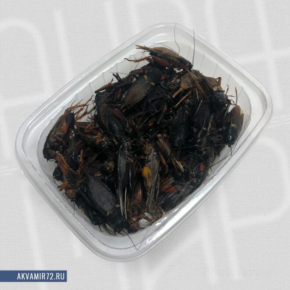 Замороженные сверчки купить. Двупятнистый сверчок (Gryllus bimaculatus). Сверчок двупятнистый заморозка. Сверчок двупятнистый просеянный заморозка 150 гр. Сверчок двупятнистый чёрный заморозка.