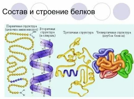 Функции первичных и вторичных белков
