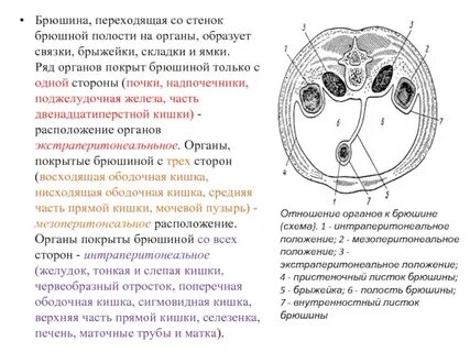 Полость положение