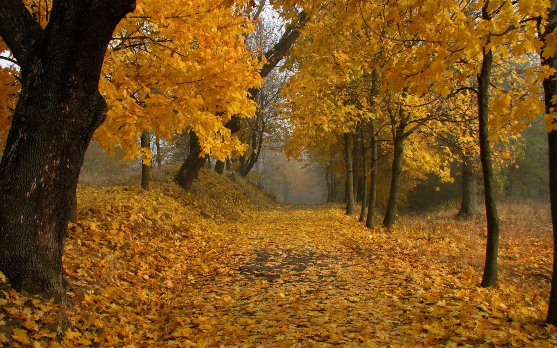 Может ли вас взволновать красота осеннего леса. Осенний пейзаж. Осенний парк. Красивая осень. Осень картинки.