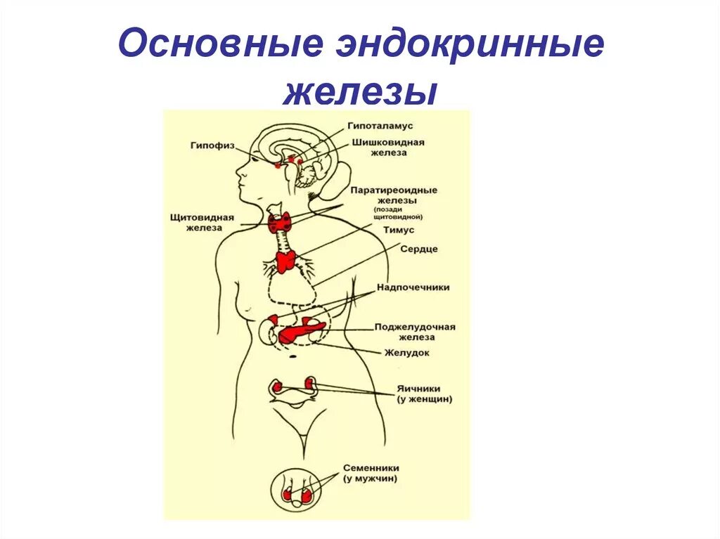 Схема расположения эндокринных желез человека. Железы внутренней секреции строение. Система желез внутренней секреции человека. Анатомия желез внутренней секреции.