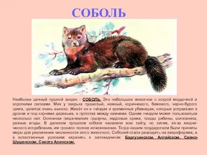 Сообщение о соболе