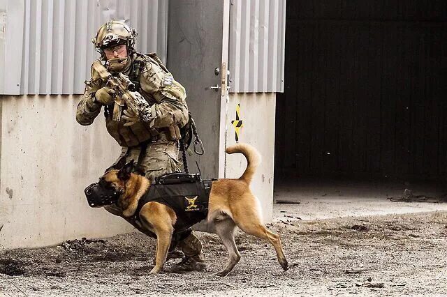 Pin on Soldier dogs