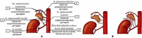 2 артерии в почках