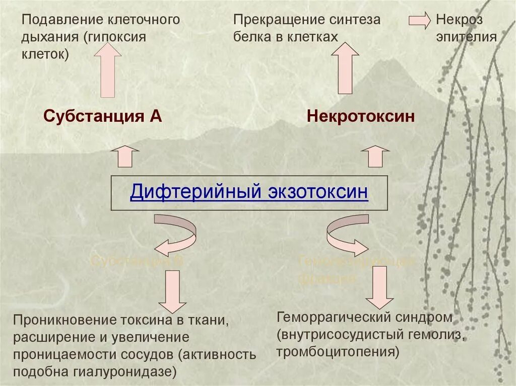 Нарушает синтез белка. Прекращение синтеза белка. Угнетение синтеза белка. Угнетение внутриклеточного синтеза белка антибиотики. Причины нарушения биосинтеза белков в клетках.