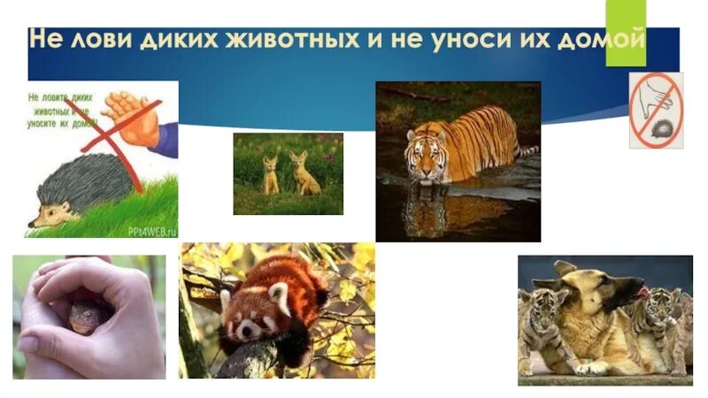 Они домой. Не лови диких животных. не уносите домой диких животных. не лови диких животных и не уноси их домой. не будем ловить диких животных и уносить их домой знак.
