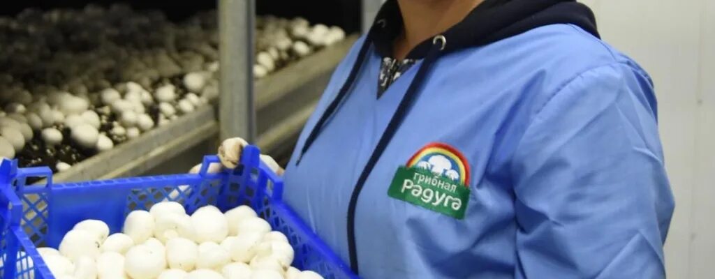 грибная радуга курск. грибная радуга удодова александра. ирина денисова грибная радуга курск. курск грибная радуга шанкар. грибная радуга вид сверху.