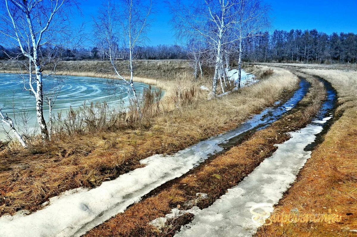 Последний снег в лесу. Последний снег. Падал последний снег. Падал последний снег. Падал последний снег.