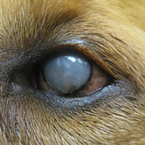 Фолликулярный конъюнктивит у собак. У собаки белые глаза. У собаки белые глаза. У собаки белые глаза. Глаза голубой собаки.