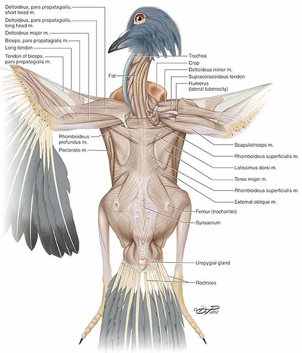 Каковы особенности мускулатуры птиц. Мышечное строение птицы. Анатомия волнистого попугая. Скелетные мышцы птицы. Мышечная система птиц строение.