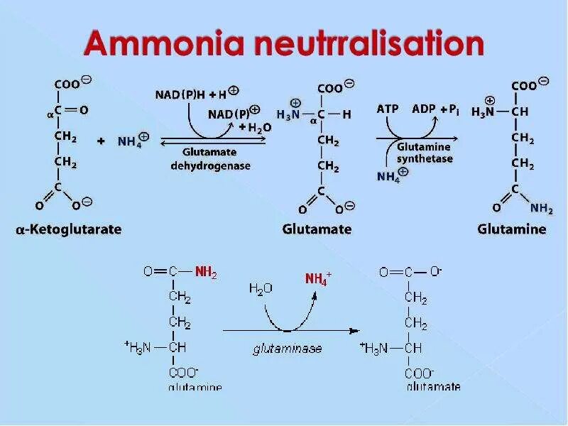 Аммиак nh3. What is ammonia. Inhale ammonia vapors. Аммиак фотофон. Ammonia перевод.