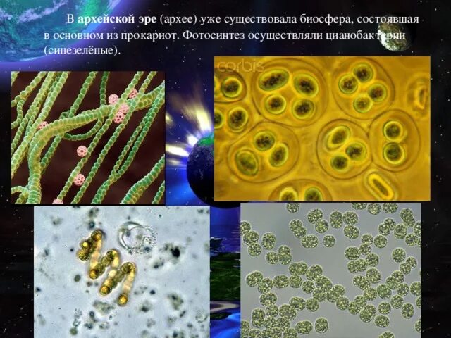 Цианобактерии бациллы. Цианобактерии Архей. Сине зеленые водоросли Архей. Архей бактерии и цианобактерии. Появление фотосинтеза появление прокариот появление многоклеточных водорослей