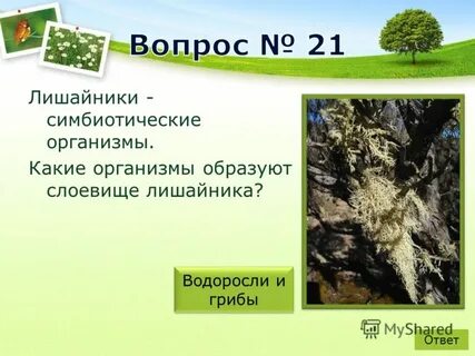 Лишайников образовано организмами