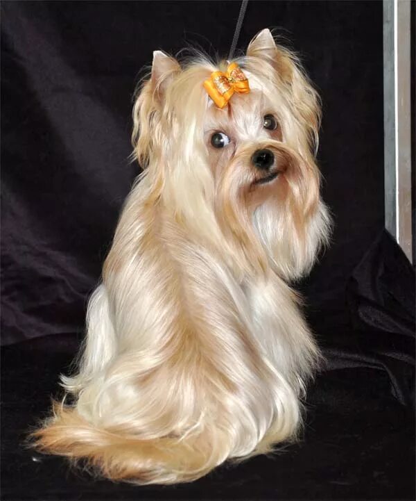 екширский терьер стандар. йоркширский терьер мини. шоколадный йоркширский терьер стандарт. йорки окрас фото. йоркширский терьер шоколадного окраса.