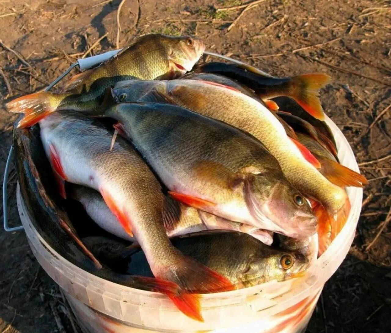 Ловля много рыбы. Ловля много рыбы. Много рыбы улов. Ловля много рыбы. Много рыбы.