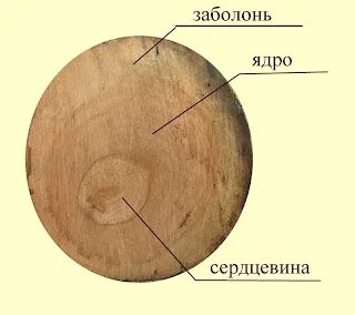 Заболонь это