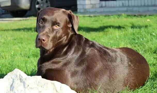 Как выглядит коричневая собака Good looking chocolate lab. Labrador dog, Dogs and puppies, Dogs