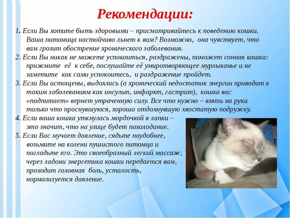 Как понять домашнюю кошку