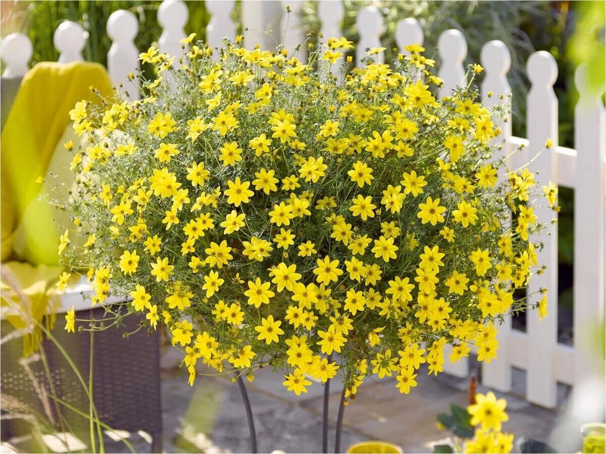 цветущие комнатные растения неприхотливые. комнатные растения. комнатные цветы с названиями. к выходным готовы. комнатные цветы в интерьере.