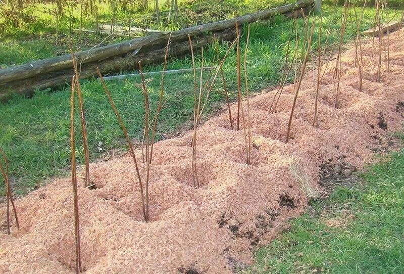 Посадка малины весной когда и как посадить. Мульчирование малины. Мульчирование малины опилками. Мульчирование междурядий малины. Мульчирование междурядий опилками.