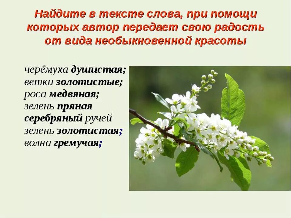 Есенин с. а. "черемуха". Стихотворение черемуха. Стихотворение Есенина черемуха. Черемуха Есенин стихотворение. Сравнение в стихотворении черемуха