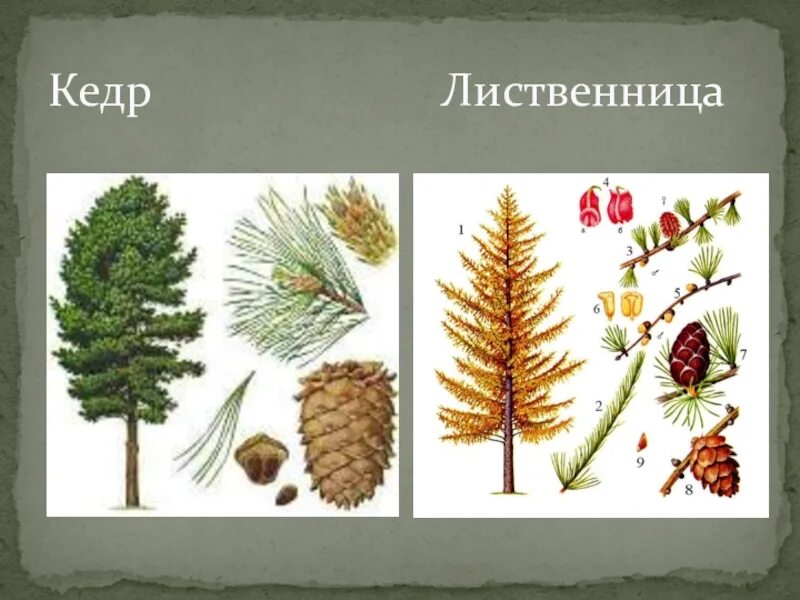 Хвойные деревья урок 1 класс