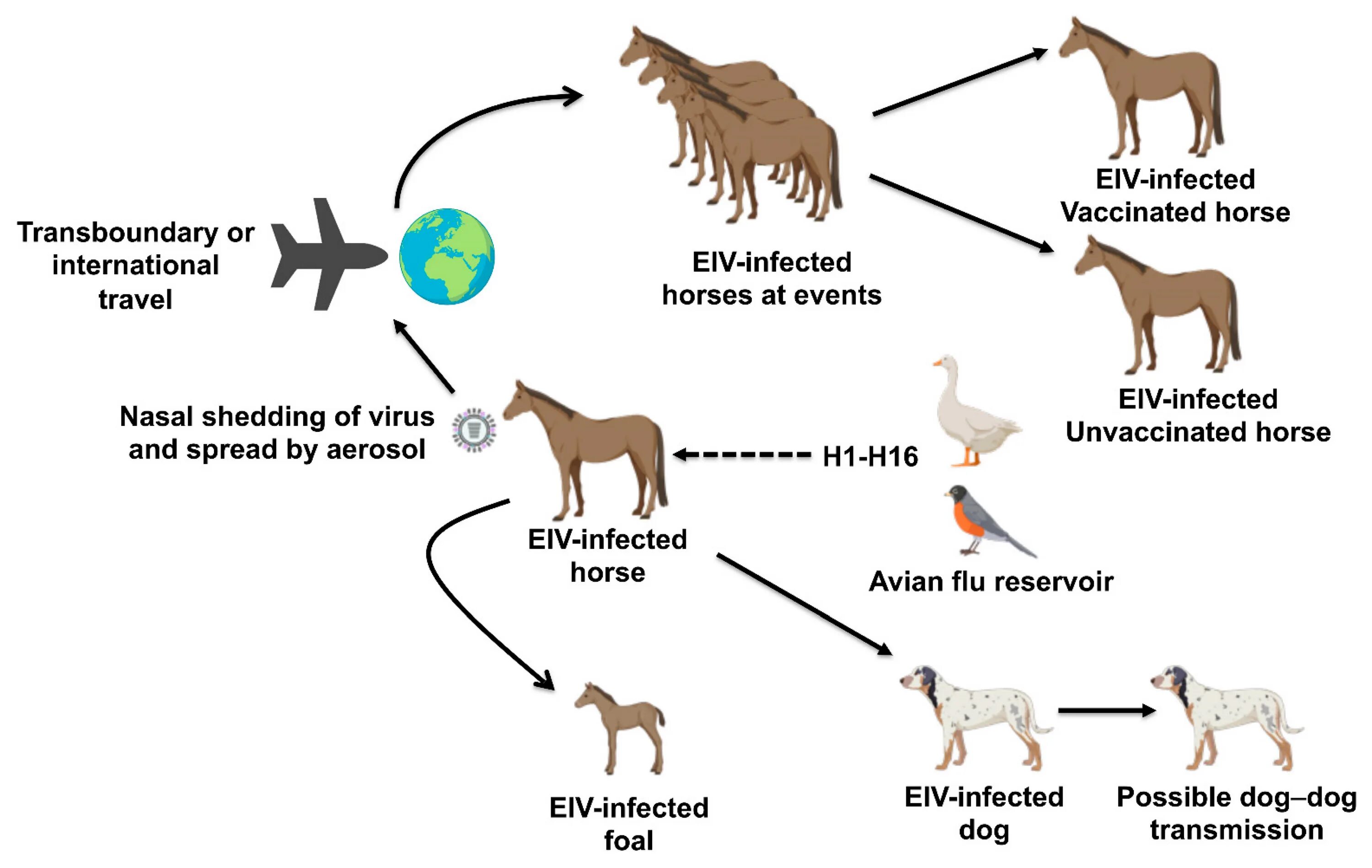 Horse множественное. Equine influenza. Плакат equine knowledge.