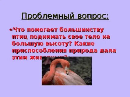 Кожа большинства птиц
