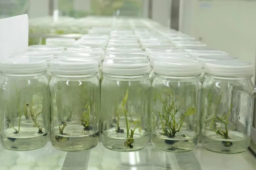 Plant culture. In vitro растения Каллус. Клональное микроразмножение яблони. Культура тканей растений. Растения в пробирках.