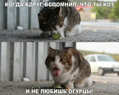 Поднимаем настроение картинки смешные