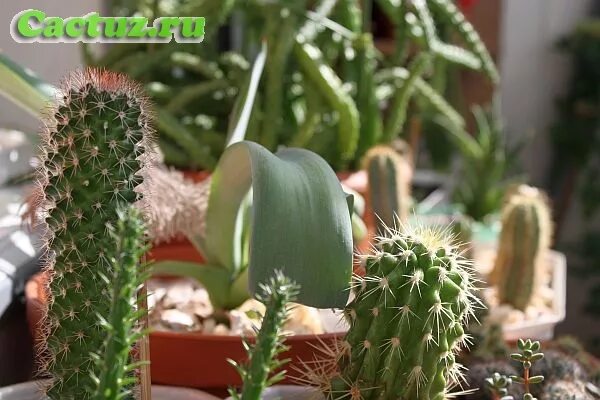 Кактус использовать баллы. Графическая методика кактус м. Описание кактуса. Кактус около монитора. Кактус использовать баллы.