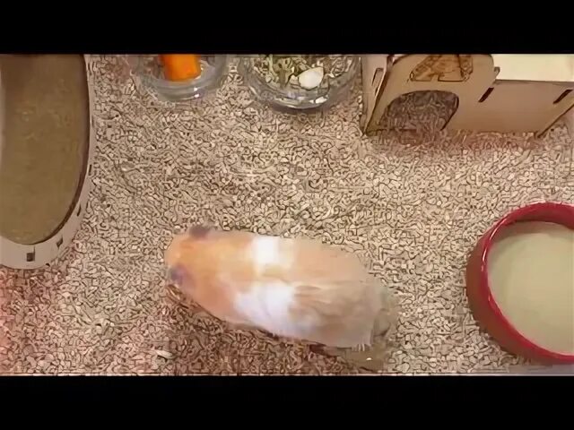 Хомяки алиса изи